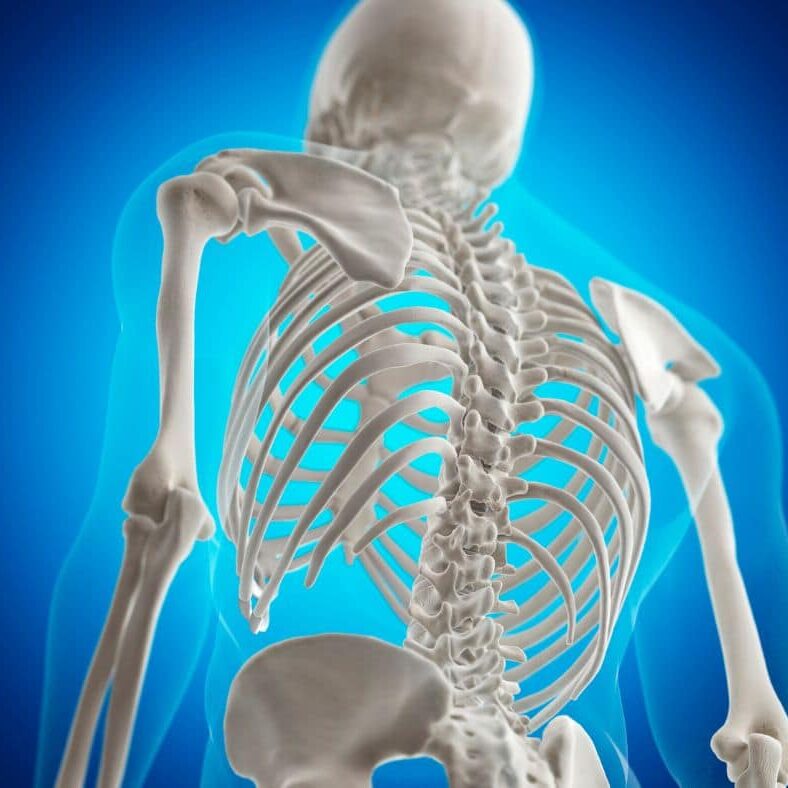Bone Health Image